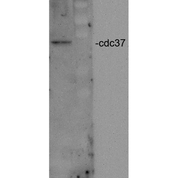 CDC37 Antibody (Biotin)