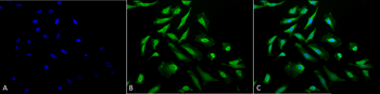 CDC37 Antibody (HRP)