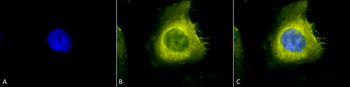 CDC37 Antibody (PerCP)