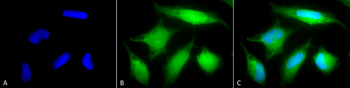 Rab5 Antibody (APC)