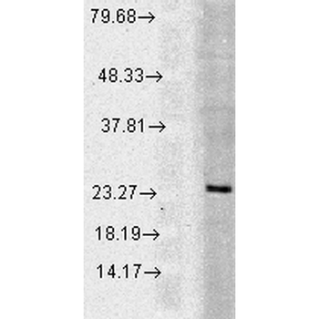 Rab5 Antibody (Biotin)