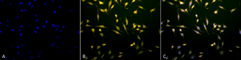 Rab5 Antibody (FITC)
