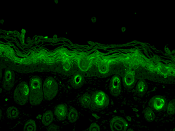 Rab5 Antibody (PerCP)