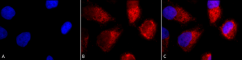 TNF-R1 Antibody (APC)