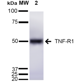 TNF-R1 Antibody (FITC)
