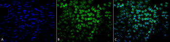 TNF-R1 Antibody (HRP)