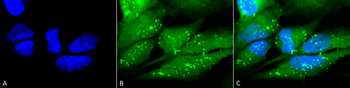 p38 Antibody (FITC)