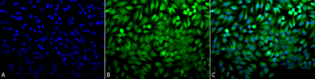 p38 Antibody (FITC)