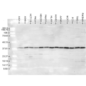 p38 Antibody (PerCP)