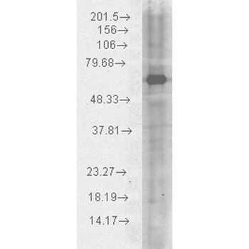 HSP70 Antibody (Biotin)