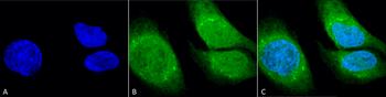 GRP78 (Bip) Antibody (APC)