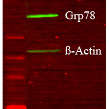GRP78 (Bip) Antibody (PerCP)