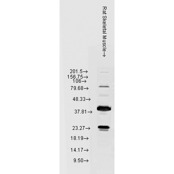 HSP22 Antibody (APC)