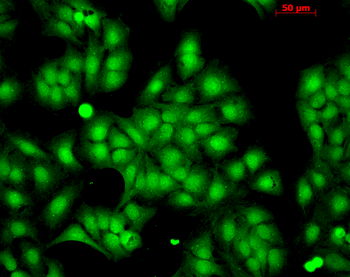 HSP22 Antibody (PerCP)