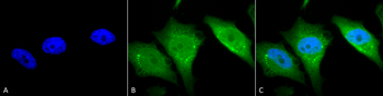 Calnexin-CT Antibody (APC)
