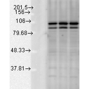 Calnexin-CT Antibody (HRP)