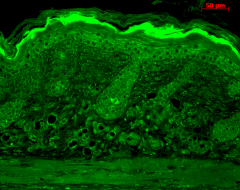 Calnexin-CT Antibody (PerCP)