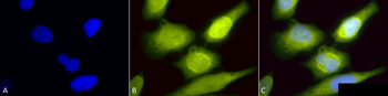 AHA1 Antibody (HRP)