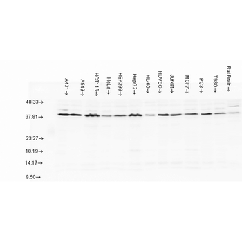 AHA1 Antibody (PerCP)