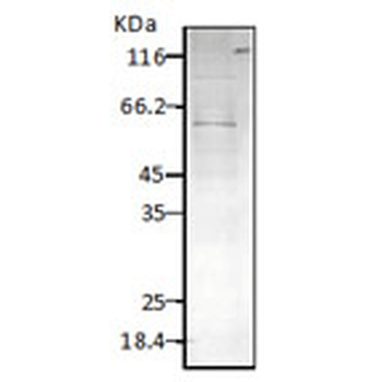 HSP60 (P. falciparum) Antibody (Biotin)