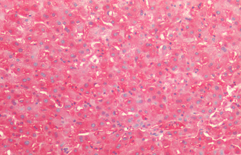 HSP60 (P. falciparum) Antibody (PerCP)