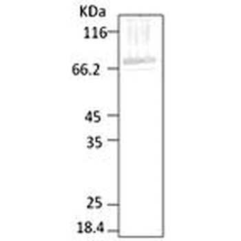 HSP70 (P. falciparum) Antibody (HRP)