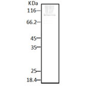 HSP90 (P. falciparum) Antibody (FITC)