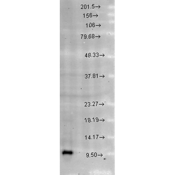 Cpn10 Antibody (RPE)