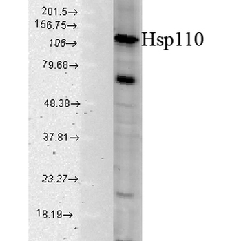 HSP110 Antibody (APC)