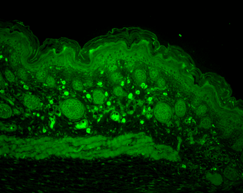 HSP110 Antibody (HRP)