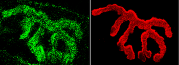 Piccolo Antibody (Biotin)
