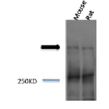 Piccolo Antibody (HRP)