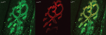 Bassoon Antibody (HRP)