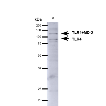 TLR4 Antibody (APC)
