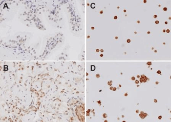 TLR4 Antibody (Biotin)