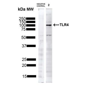 TLR4 Antibody (RPE)
