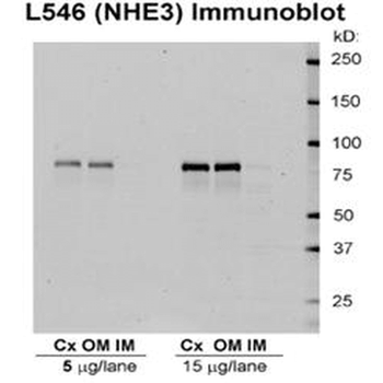 NHE3 Antibody (PerCP)