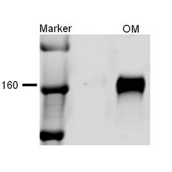 NKCC2 Antibody (FITC)