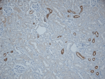 NCC Antibody (Biotin)