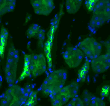 NCC Antibody (FITC)