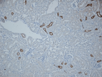 NCC Antibody (HRP)