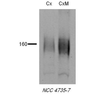 NCC Antibody (PerCP)