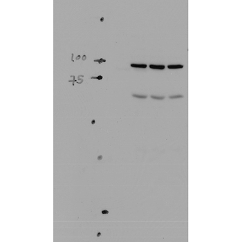 ENaC alpha Antibody (APC)