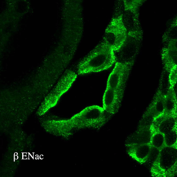 ENaC beta Antibody (APC)