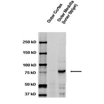 ENaC gamma Antibody (Biotin)