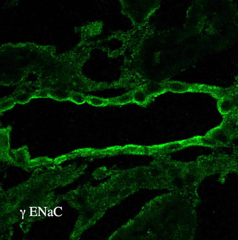 ENaC gamma Antibody (FITC)