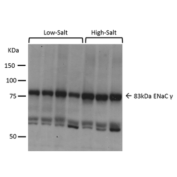ENaC gamma Antibody (HRP)
