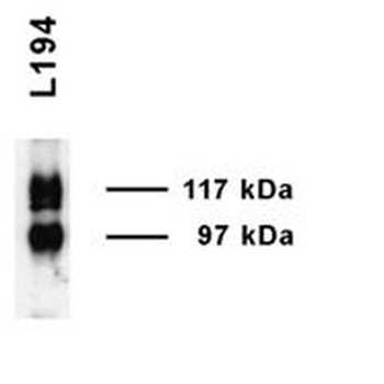 UT-A1 Antibody (PerCP)