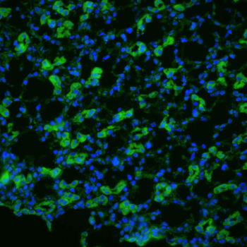 Aquaporin 1 Antibody (FITC)