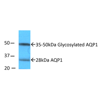 Aquaporin 1 Antibody (FITC)